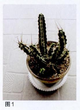 仙肉植物盆栽怎么浇水施肥的方法