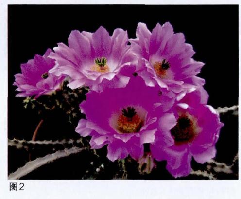 仙肉植物盆栽怎么浇水施肥的方法