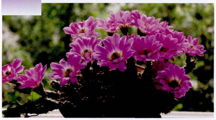 仙肉植物盆栽怎么浇水施肥的方法