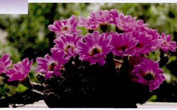 仙肉植物盆栽怎么浇水施肥的方法