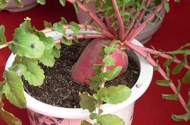 为什么制作蔬菜盆景非常赚钱