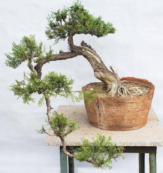 侧柏盆景采掘前怎么准备的4个方法