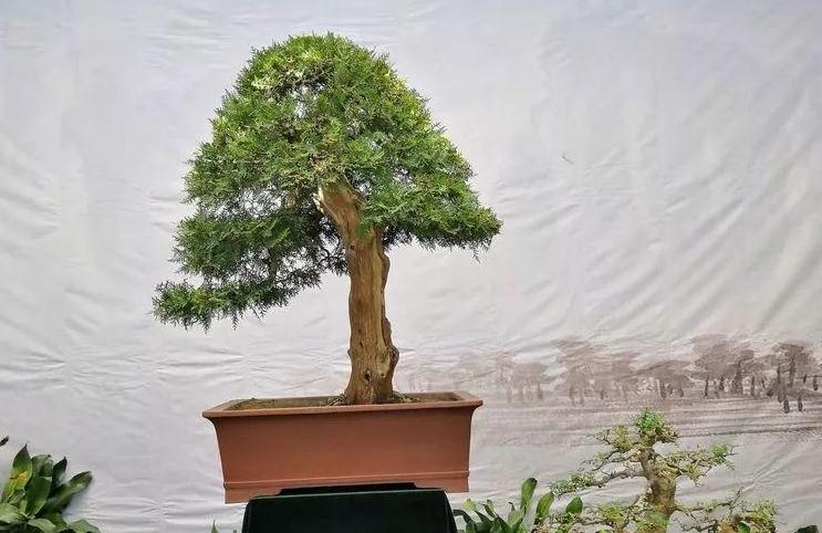 侧柏盆景怎么栽植养护的方法