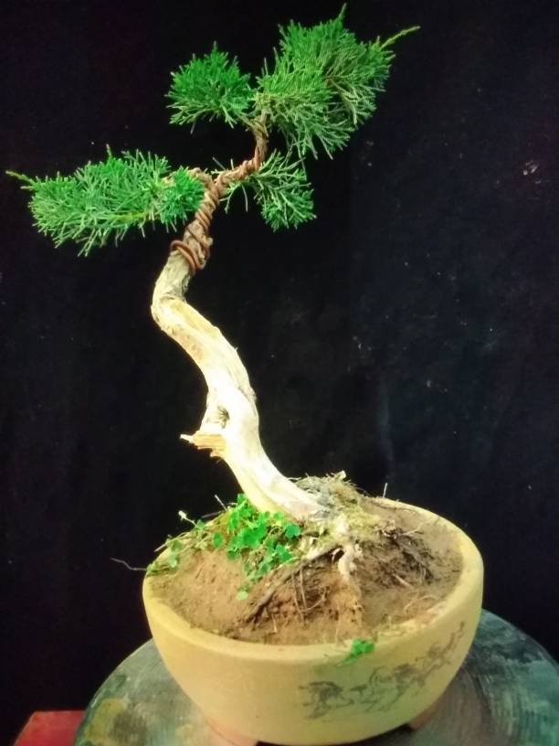 侧柏盆景怎么虫害防治