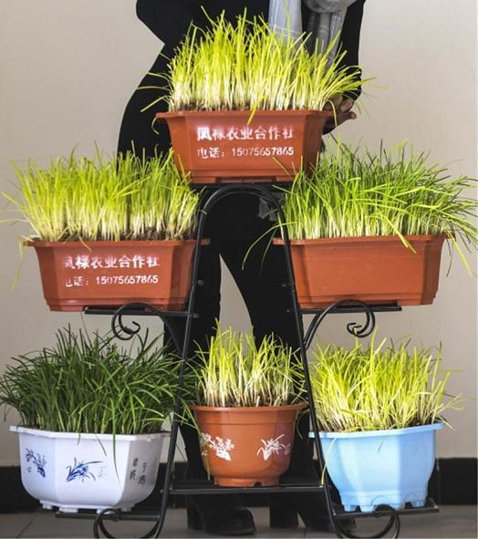 冬季韭菜无土盆景栽培怎么基质配制