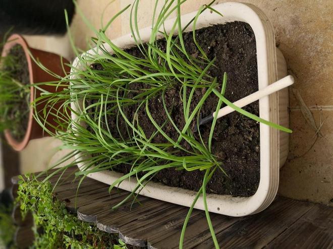 韭菜盆景怎么浇水施肥3个方法