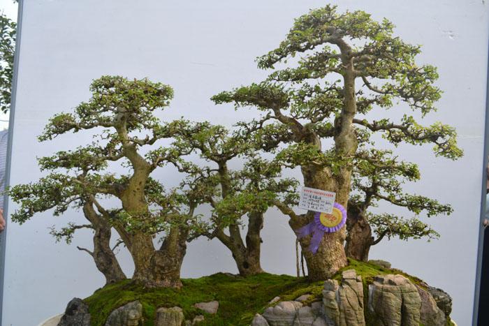 湖北省钟祥市举办第二届盆景研讨会