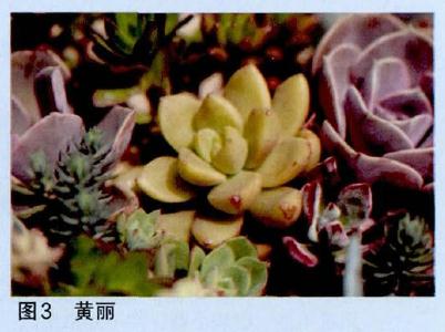 图解 怎么制作多肉花环的过程