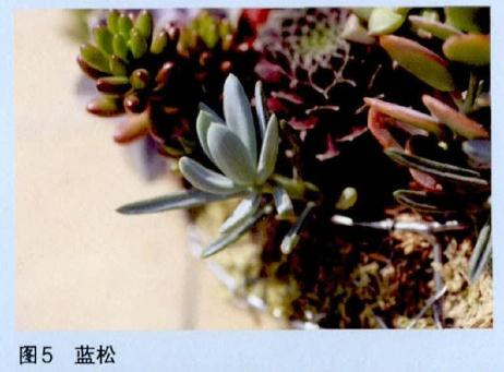 图解 怎么制作多肉花环的过程