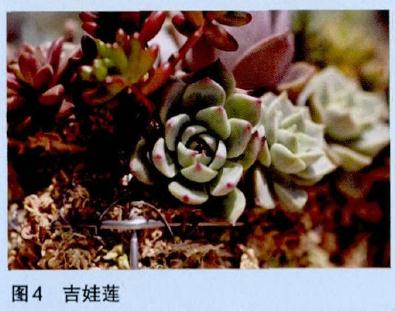 图解 怎么制作多肉花环的过程