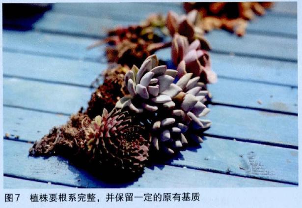 图解 怎么制作多肉花环的过程