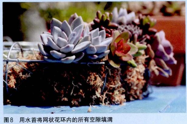 图解 怎么制作多肉花环的过程