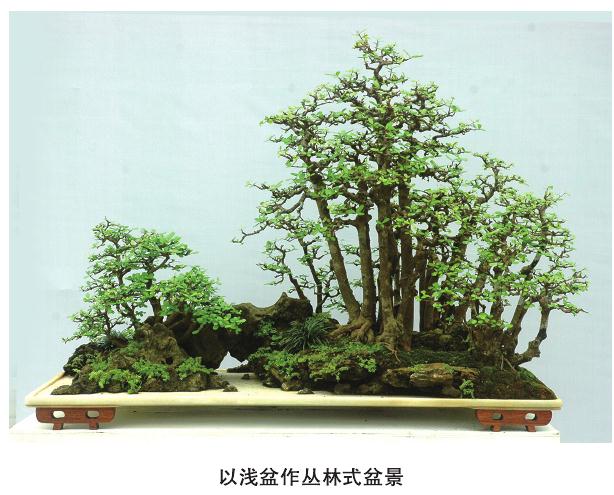 盆景怎么配盆的5个技巧 图片