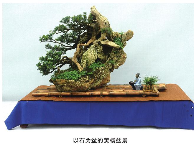 盆景怎么配盆的5个技巧 图片