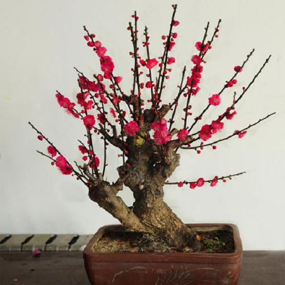 梅花盆景的5种造型制作过程