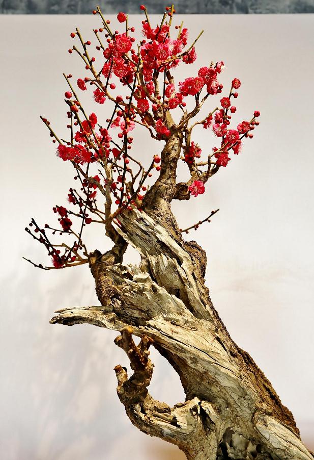 梅花盆景的5种造型制作过程