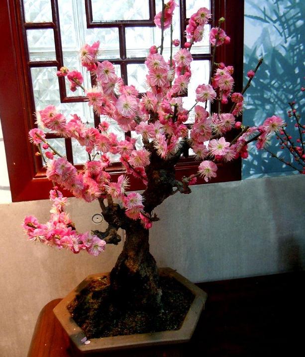 梅花盆景怎么浇水施肥