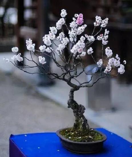梅花盆景怎么养护管理