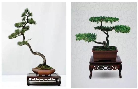 赵庆泉和他的扬派盆景艺术