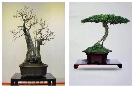 赵庆泉和他的扬派盆景艺术