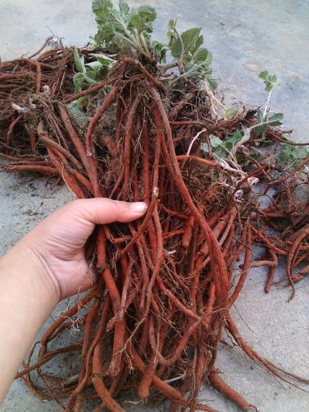 干旱胁迫对盆栽川丹参1号生理指标的影响