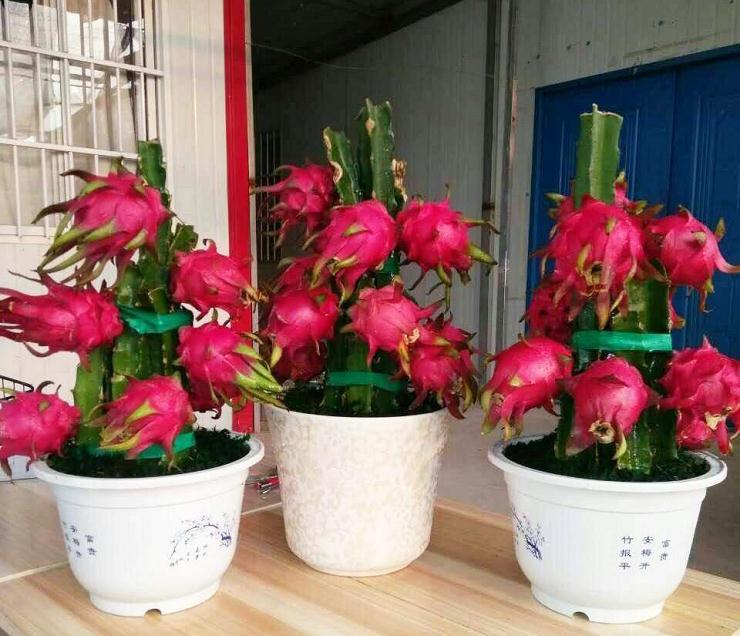 温室盆栽火龙果的开花结果习性