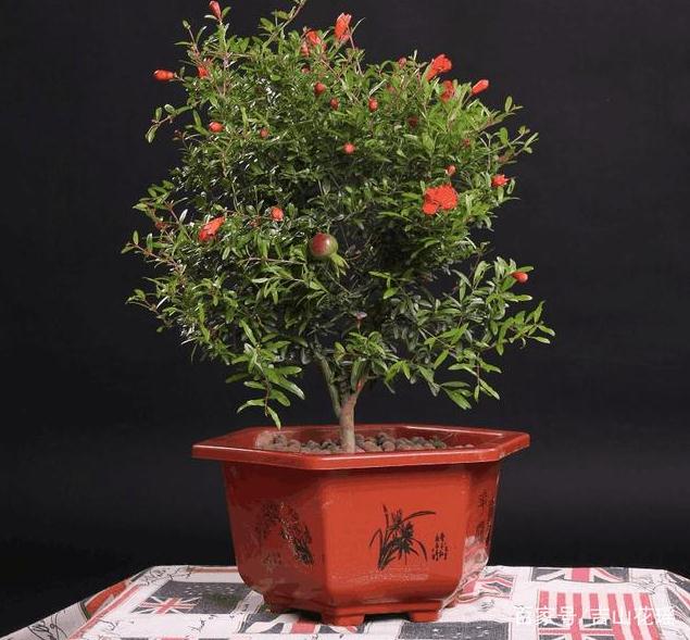 石榴盆栽怎么控冠修剪的2个方法