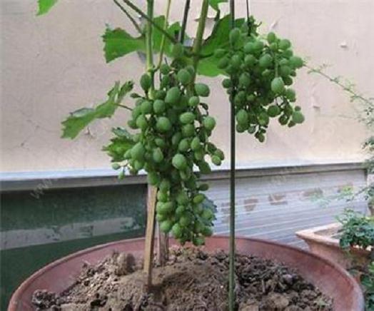 盆栽葡萄怎么修剪和整形的方法 图片