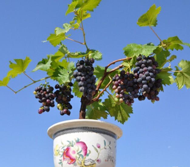 盆栽葡萄怎么修剪和整形的方法 图片