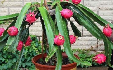 火龙果盆栽怎么红盆栽培的2个方法