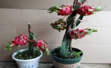 火龙果盆栽怎么中盆栽培的2个方法