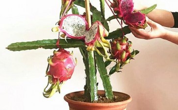 火龙果盆栽怎么单主干形的2个方法