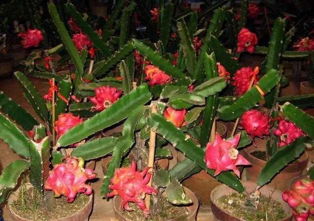 温室盆栽火龙果怎么栽植的方法