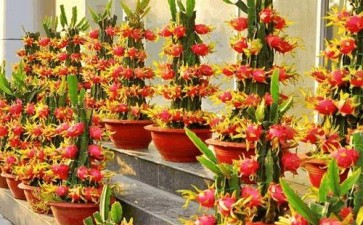 火龙果盆栽的3个观赏型盆架式结构