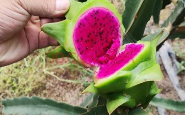 火龙果盆栽怎么肥水管理的3个方法