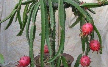 火龙果盆栽怎么浇水的方法