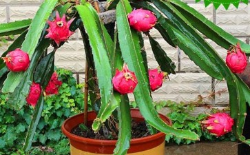 火龙果盆栽病虫害怎么的2个方法