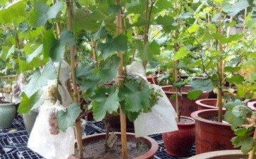 盆栽葡萄怎么枝蔓管理的4个方法