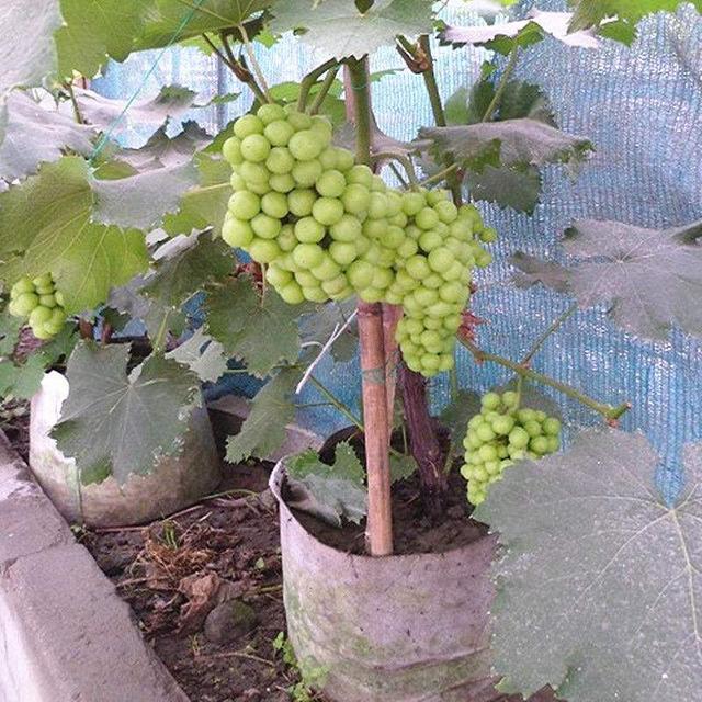 盆栽葡萄怎么浇水施肥
