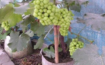 盆栽葡萄怎么浇水施肥的3个方法