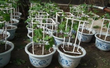 盆栽葡萄怎么病虫害防治的2个方法