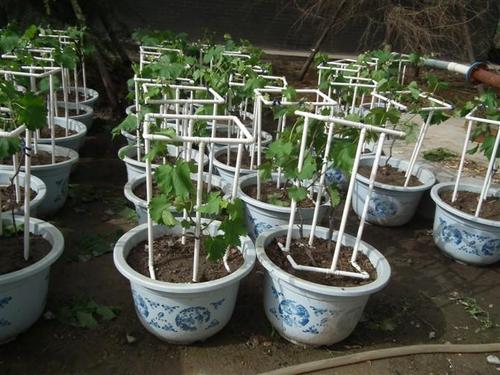 盆栽葡萄怎么病虫害防治