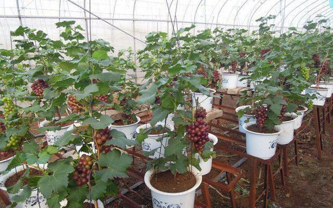 盆栽葡萄2~3年后怎么换盆
