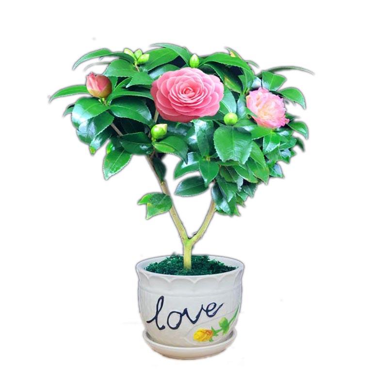 山茶花盆栽怎么浇水施肥