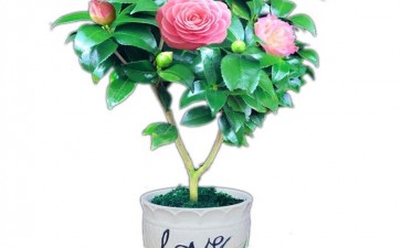 山茶花盆栽怎么浇水施肥的方法