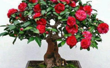 山茶花盆栽怎么光照通风的3个方法