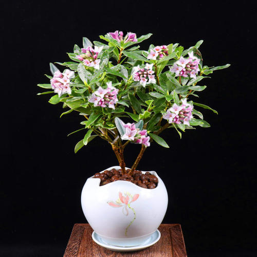 金边瑞香盆栽换盆后 叶子耷拉 怎么办