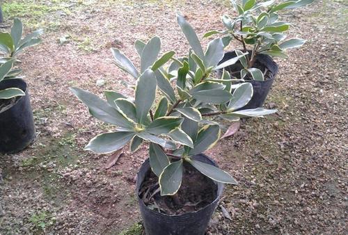 金边瑞香盆栽换盆后 叶子耷拉 怎么办