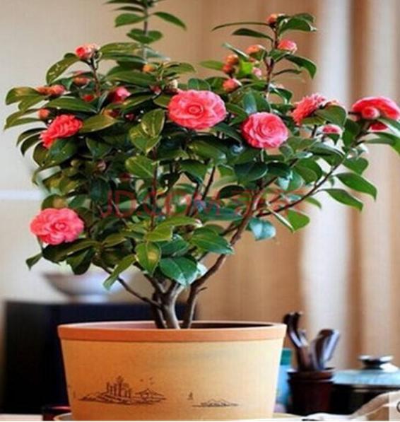 山茶花盆栽炭疽病怎么防治