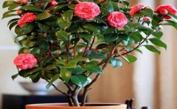 山茶花盆栽炭疽病怎么防治的2个方法